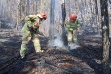 최근 3년간 경기도 발생 임야화재 총 834건(산 496건, 들 338건)