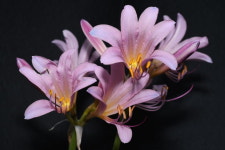 [일상의 아름다움] 화단에 봄이 오다