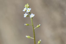 [일상의 아름다움] 꽃마리