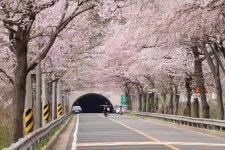 군포의 벚꽃이 만개, 사전 투표 후 나들이도 좋아