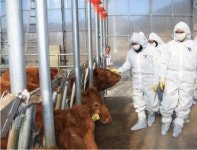 AI·구제역 가상방역 현장훈련 실시