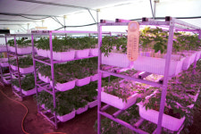 [인터뷰]새싹 삼처럼 강한  귀농인 정해정