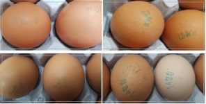 11이새,11계림,14광신,14청림 4개 농장 살충제 검출