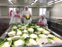 북신안농협증도판매소 | 김장철 맞아 신안 절임배추 '인기'