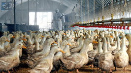 전남 영암 육용오리농장서 H5형 AI 항원검출