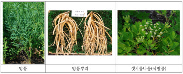 [귀농아이템] 혼동하기 쉬운 약초 구별법