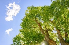 낮부터 영상권... 미세먼지 없는 도시숲 어디가 좋아