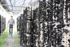 [인터뷰] 버섯과 함께한 27년 최박사 버섯농장 최성우 대표 