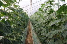 [농촌체험 교육농장 탐방⑤] 봉황52농장, 재배노하우부터  유통까지