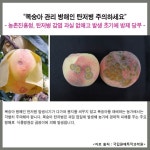 [카드뉴스] 복숭아, 탄저병에 주의하세요~