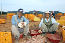 [인터뷰] 전남무안 부부농부, 고구마로 20억 대박