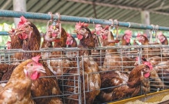 공장형 닭 사육농장 OUT...  사육면적 기준 상향