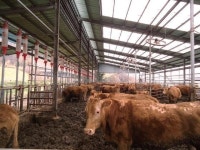 녹색축산농장 늘어난다... 가축 쾌적한 사육환경 조성 