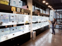 수원 위드도기 전문 켄넬에서 브리딩 된 고양이와 강아지 분양으로 신뢰도 높여