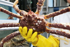 울산 삼산동 맛집 기장대게도매 8호점 합리적인 가격에 싱싱한 해산물 제공
