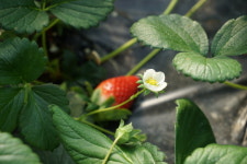 [포토에세이] 겨울 하우스에서 하얀 얼굴 드러내는 수줍은 딸기 꽃