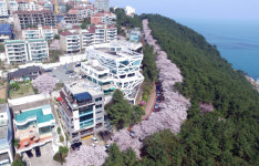 해운대 달맞이·청사포서 벚꽃길 걸어요...벚꽃길 걷기 행사