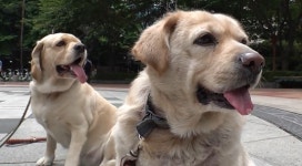 TV동물농장 아롱이ㆍ아순이로 눈물바다…정선희ㆍ장예원 말 잇지 못해