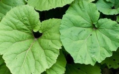 머위 즙과주스 배수가 잘 되고 보수력이 있는 모래 또는 양토의