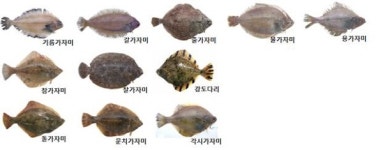 가자미류 유전자 판별기술 개발…11종 식별