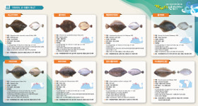 가자미, 국내산vs수입산 구별하는 방법은?