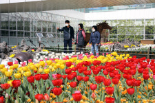 [포토] 1만 송이 튤립보러 부산시민공원 방문객 센터 오세요