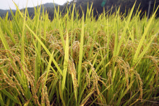 [포토에세이] 가을장마도 막지 못한 햅쌀 출하