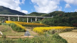 [포토] 기장군 일광면 광산마을 조성된 경관농업단지
