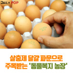 [지식人] 살충제 달걀 파문으로 주목받는 동물복지 농장