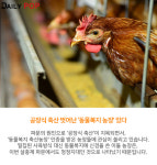 [지식人] 살충제 달걀 파문으로 주목받는 동물복지 농장