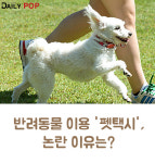 [솔로이코노미] 반려동물 이용 펫택시, 논란 이유는?