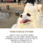 [솔로이코노미] 반려동물 이용 펫택시, 논란 이유는?