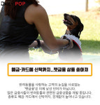 [솔로이코노미] 펫금융, 추억을 나눠야 성공한다?