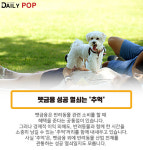 [솔로이코노미] 펫금융, 추억을 나눠야 성공한다?