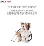 [日솔로이코노미] 팻팸족, 반려동물 보험에 대한 생각은?