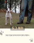 [반려동물] 반려동물 전문 직업 그것이 궁금