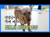 반려견 교육을 위한 기초중에 기초! 시선 마주치기 [데일리팝X팅커벨프로젝트]