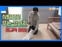 식탐이 많은 강아지, 어떻게 해야 할까요? [데일리팝X팅커벨프로젝트]