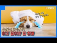 이건 금지 반려견에게 하지 말아야 할 행동 3가지 [데일리팝X팅커벨프로젝트]