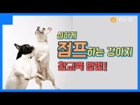 격하게 점프하는 강아지 참 교육 방법! [데일리팝X팅커벨프로젝트]