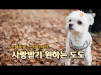 조용하고 소심하지만 사랑받기 원하는 도도 [유기견 입양 캠페인]