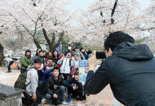 경기도청 벚꽃축제, 대중교통 이용하세요~
