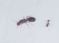 인천항서 붉은불개미 발견,여왕개미, 애벌레, 일개미 등 추가 발견에 방역당국 비상!