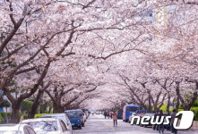 황령산 벚꽃, 실시간 검색어..황령산 벚꽃도 유명하지만 야경 및 야간산행 코스 필수 관광코스!