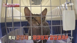동물농장 털이 없는 게 특징으로 고가로 분양된다.