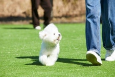 한화리조트 제주, 반려견 동반 객실 멍패커룸 오픈