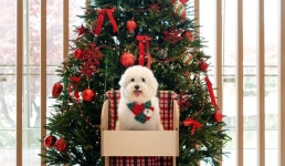 펫팸족 취향 저격…교원그룹 키녹, 크리스마스 프로모션 실시