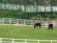 장수목장이 찾아가는 말 문화체험 신규 운영 계획