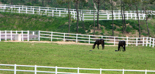 장수목장이 찾아가는 말 문화체험 신규 운영 계획