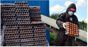 정부, 살충제 누락 보완조사 절반 완료…부적합 없어